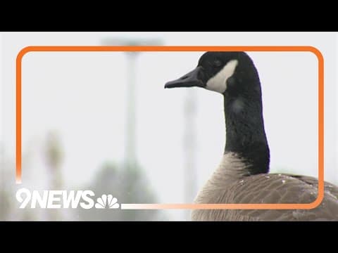 'Any car is fair game': Goose takes over Colorado State Patrol Academy