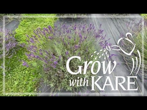 Grow with KARE: Let your lavender thrive