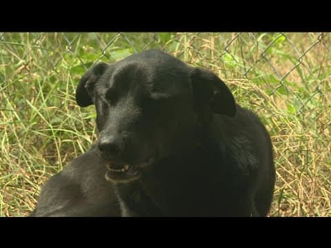 Luigi the dog returns home safe after 29 days