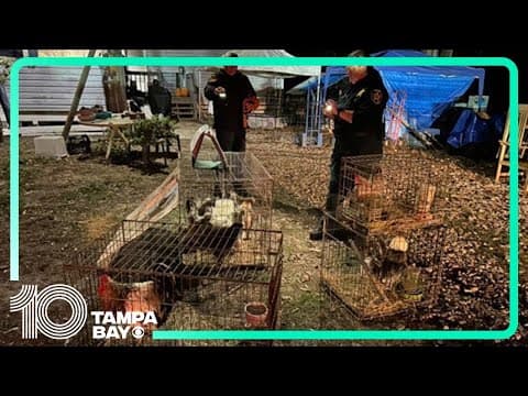 Sheriff Judd gives update after more than 300 animals rescued from Polk hoarding situation