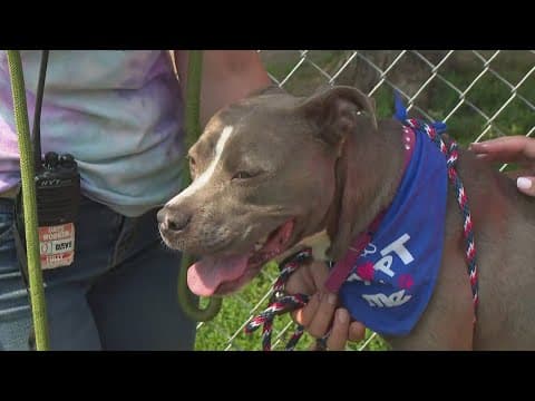 FIDO works to get dogs out of extreme heat across Indianapolis