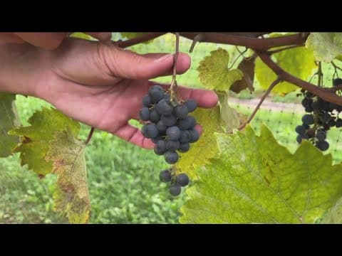 Fall means wine grape harvest at Minnesota Landscape Arboretum