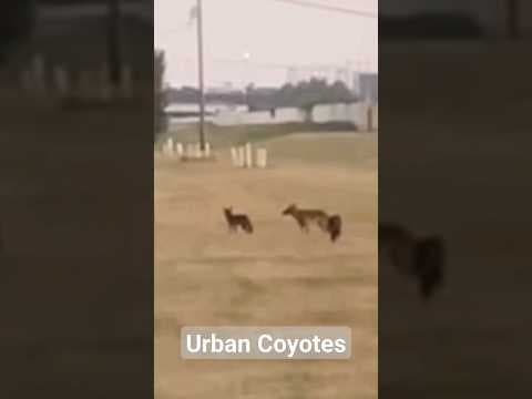 Coyote pack roaming near City Park in New Orleans
