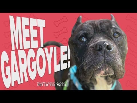 Pet Rescue of the Week: Gargoyle