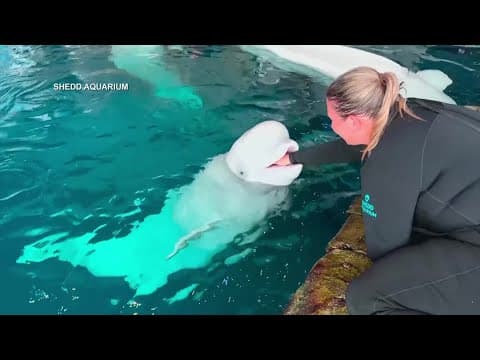 Beluga whale at Shedd Aquarium becomes first known to undergo surgery under general anesthesia