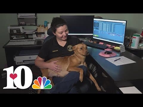 Dog taken in by Unicoi County dispatchers after Hurricane Helene has had 7 healthy puppies