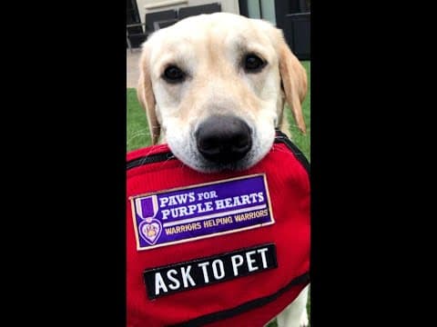 Service dog nonprofit marks 50 years of helping thousands of service members, veterans