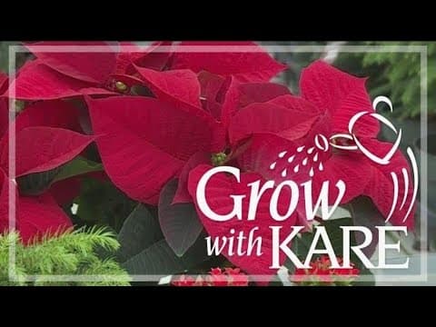 Vintage Grow with KARE: Poinsettia care