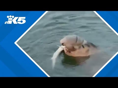 Bainbridge seal swallows dogfish shark whole