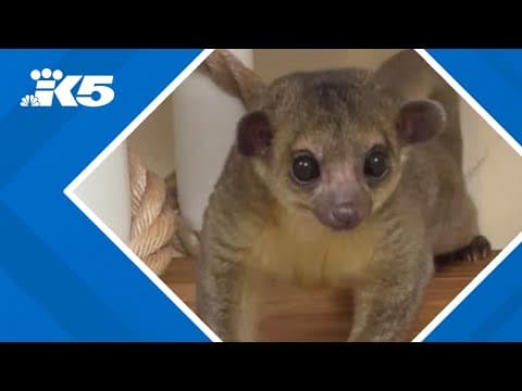 YouTube thumbnail for video bSj8X94P1BA