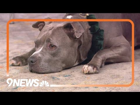 Petline9: Melanie loves to snuggle and go on walks