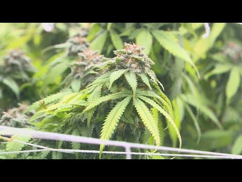 DEA to reclassify marijuana in historic shift, sources say