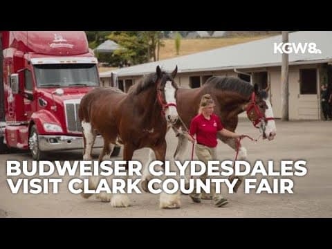 Budweiser Clydesdales appear at Clark County Fair