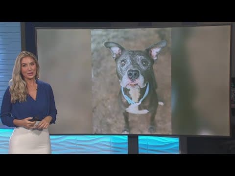 Give Nyla from Hernando County a fur-ever home!