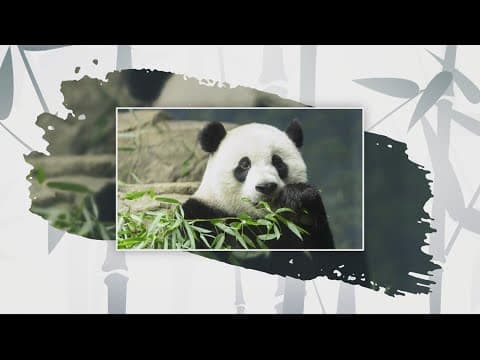 Giant pandas leave National Zoo after 50 years in DC, returned back to China