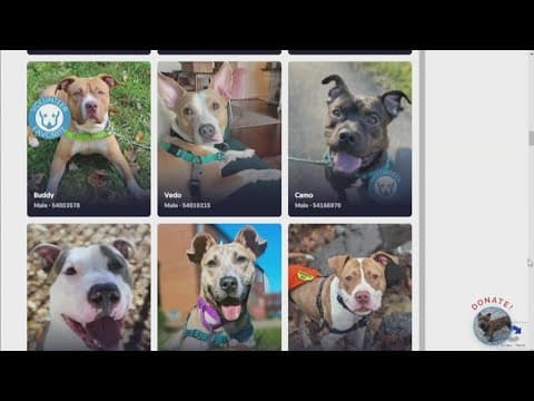 Adopt/Foster 72 Dogs in 72 Hours Challenge at HRA this weekend