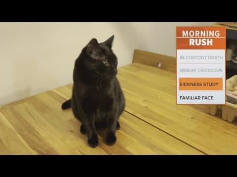 Two house cats die from bird flu, officials say