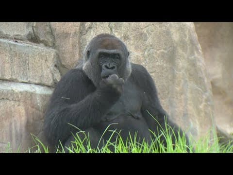 What's new at the San Diego Zoo Safari Park in Escondido