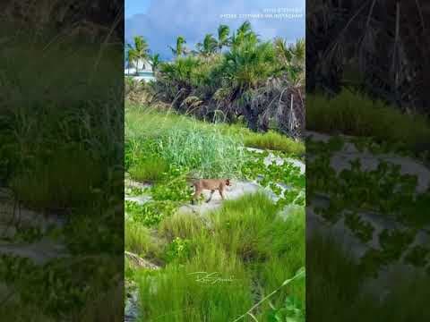 Bobcat surprises man on beach near Venice Fishing Pier #10tampabay #florida #onlyinflorida #bobcat