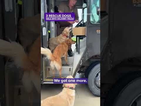 These dogs LOVE their UPS delivery person.