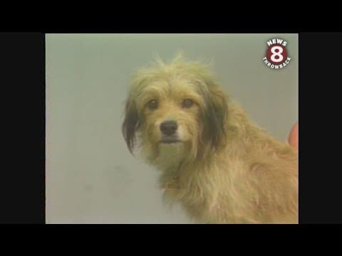 Benji the dog visits the San Diego Zoo in July 1980