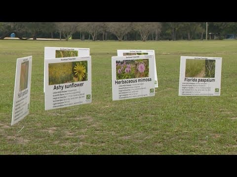 'The need for seed' | Local leaders discuss role of plants in flood protection