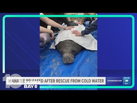 Manatee released after being rescued from cold water