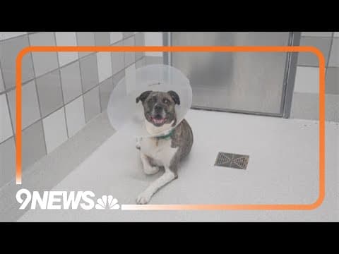 Considering a new pet? Look at the shelters