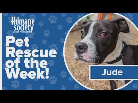 Pet Rescue of the Week: Jude