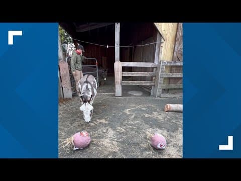 Maryland Zoo donkeys make Super Bowl predictions