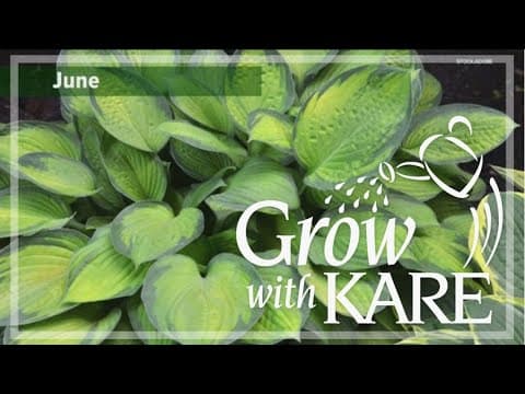 Grow with KARE: Stopping deer from eating hostas