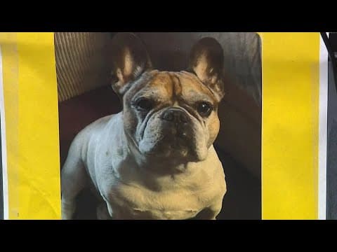 New Jersey community rallies to find missing French bulldog