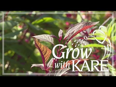 Grow with KARE: Getting some new ideas from a Hmong garden with a 'rooted' history