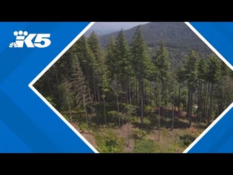 Illegal tree cutting in Issaquah puts habitat and neighbors at risk, expert says