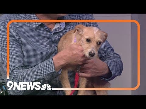 Nell is a shy-but-sweet pup looking for a forever home!