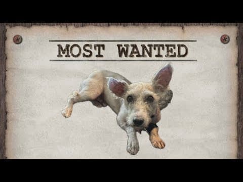 Scrim on the Run: The dog who's taking New Orleans by storm