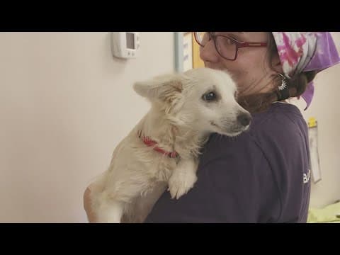 Proposal requires spaying and neutering pets in St. Tammany Parish in Louisiana