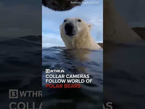 Collar cameras capture changes in polar bears caused by climate change