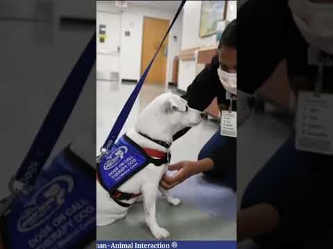 Inside the science behind the connection between humans and dogs