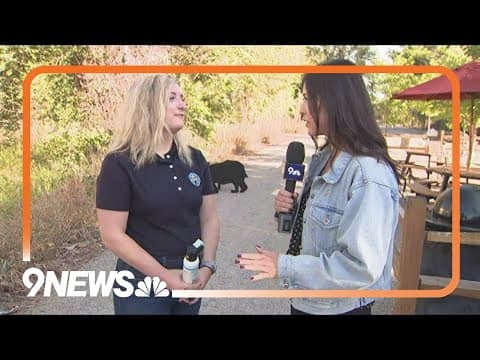 Bears becoming more active before hibernation