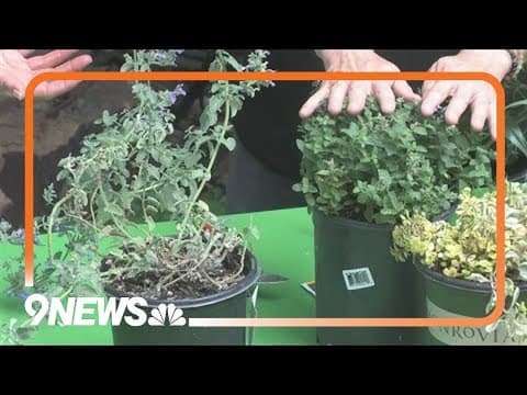 Preparing your plants for cold weather changes
