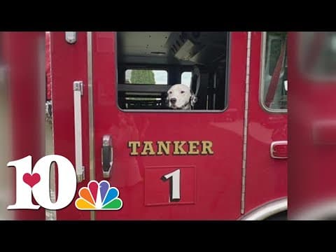 Tanker the dalmatian to lead Mardi Growl