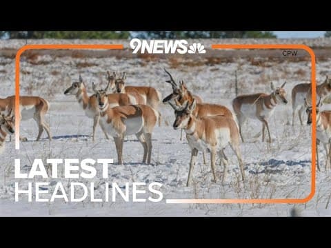 Latest Headlines | Over 100 Pronghorns hit and killed by cars after snowstorm in eastern Colorado