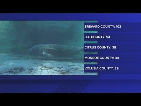 Over 500 manatees have died in Florida in 2025