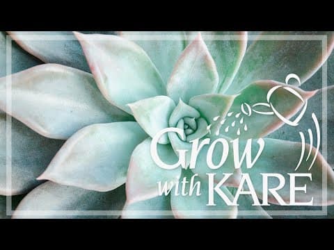 Grow with KARE: Bringing in succulents over the winter