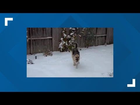 2025 Houston snow: Dog in Greatwood living his best life