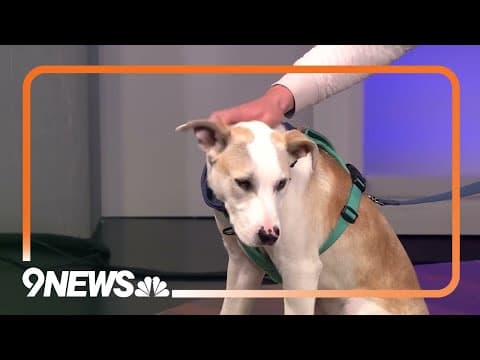 Sweet pup rescued from kill shelter looking for forever home