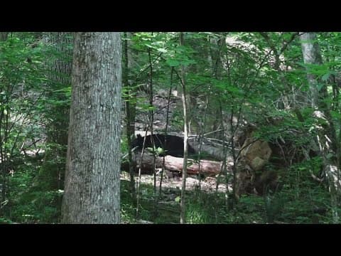 Cool Camps: Bears roam through the woods at the Great Smoky Mountains Institute