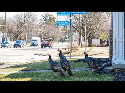 ODNR to capture, relocate 2 wild turkeys in Hilliard
