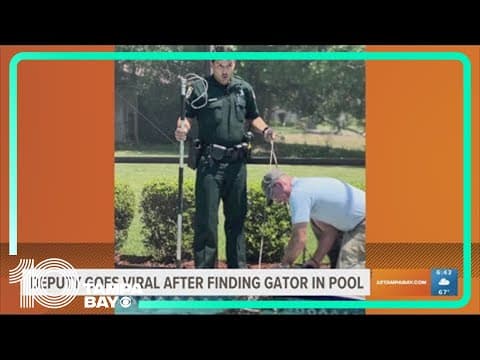 8-foot gator takes dip in Florida pool, deputy's reaction goes viral